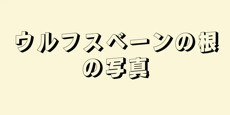 ウルフスベーンの根の写真