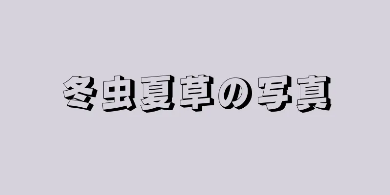 冬虫夏草の写真