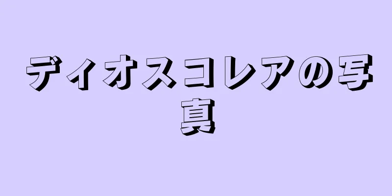 ディオスコレアの写真