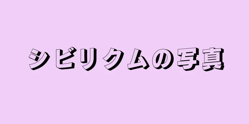 シビリクムの写真
