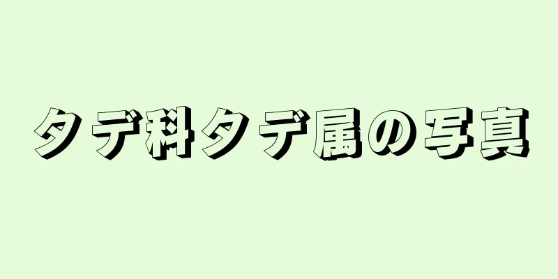 タデ科タデ属の写真