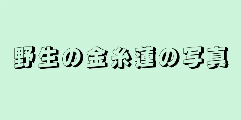 野生の金糸蓮の写真