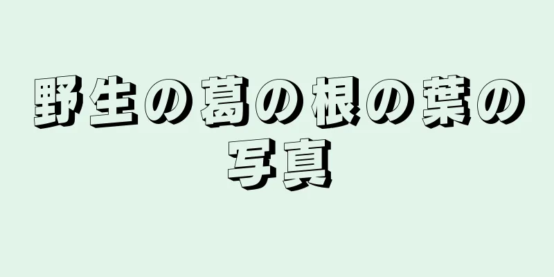 野生の葛の根の葉の写真