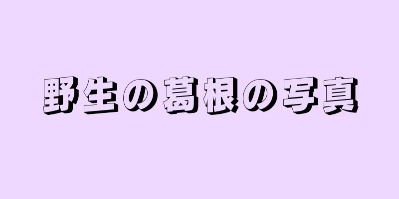 野生の葛根の写真