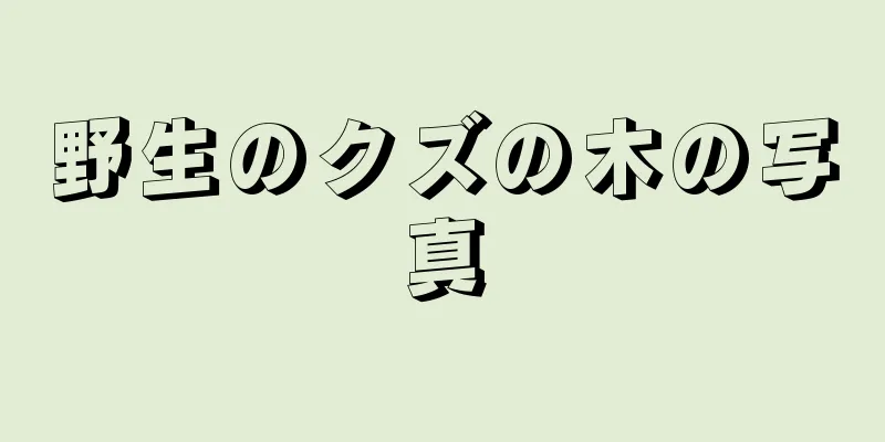 野生のクズの木の写真