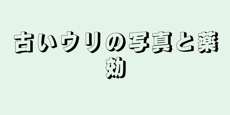 古いウリの写真と薬効