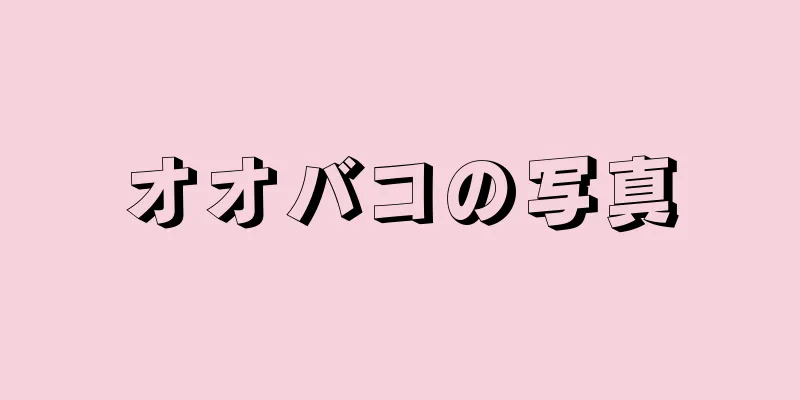 オオバコの写真