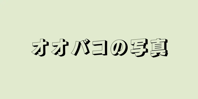 オオバコの写真