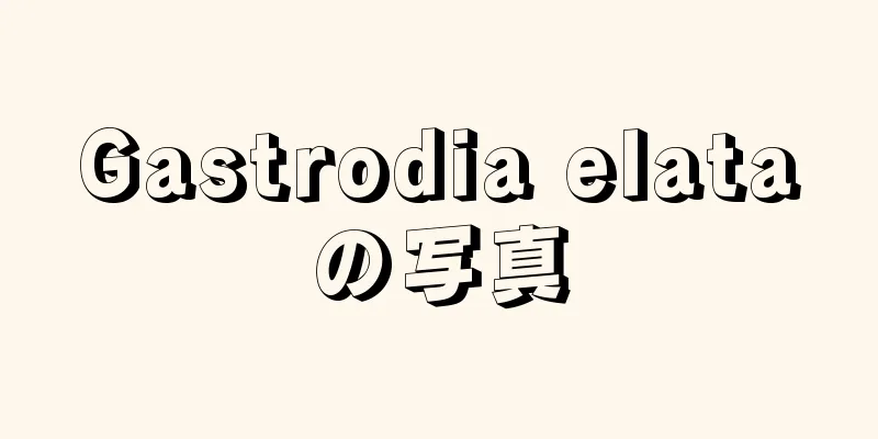 Gastrodia elataの写真