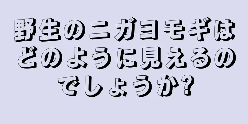 野生のニガヨモギはどのように見えるのでしょうか?