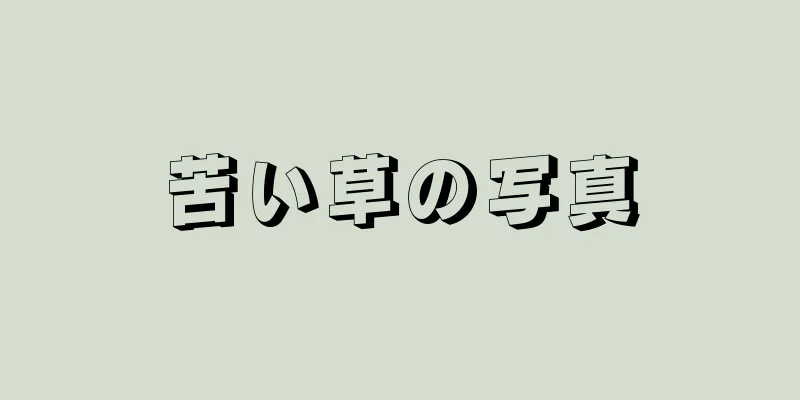 苦い草の写真