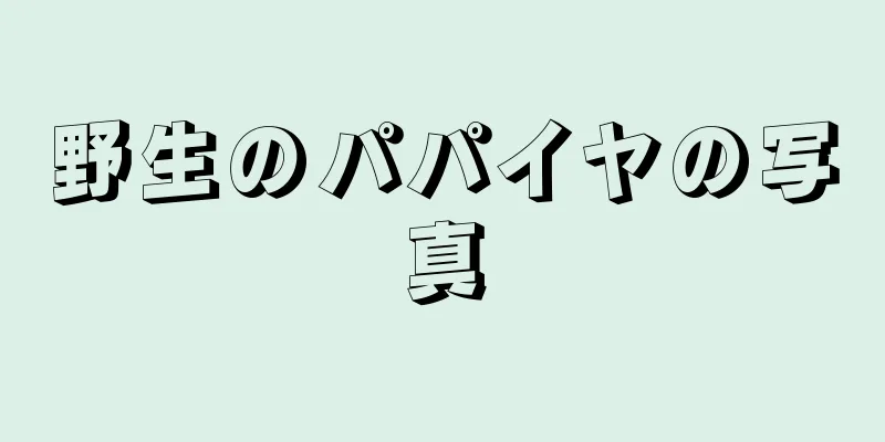 野生のパパイヤの写真