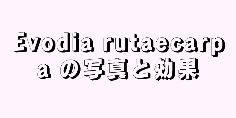 Evodia rutaecarpa の写真と効果