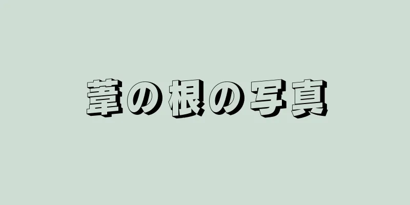 葦の根の写真