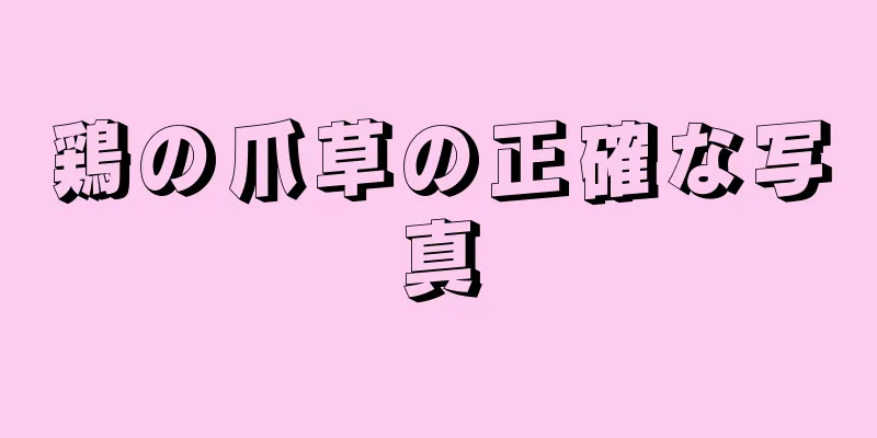 鶏の爪草の正確な写真