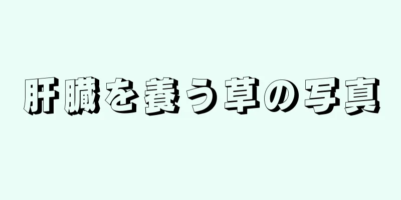肝臓を養う草の写真