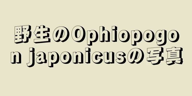 野生のOphiopogon japonicusの写真