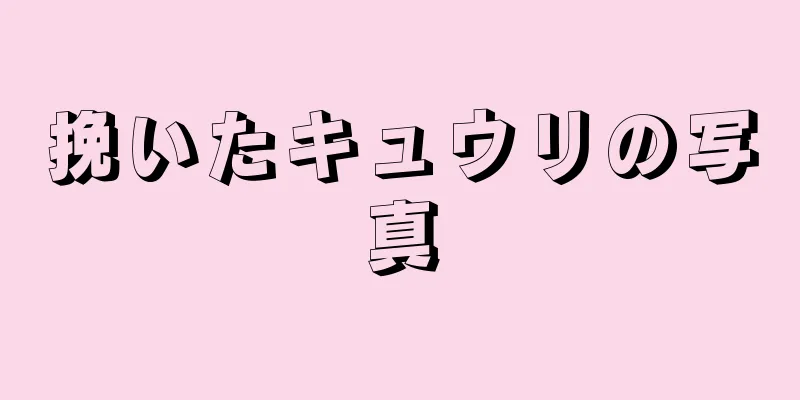 挽いたキュウリの写真