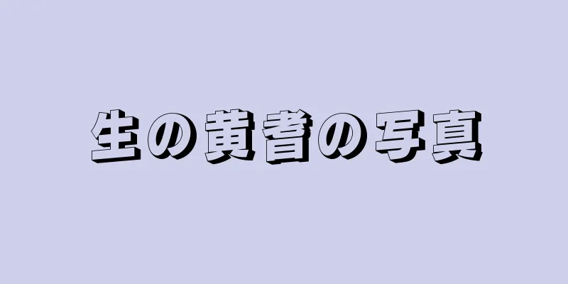 生の黄耆の写真