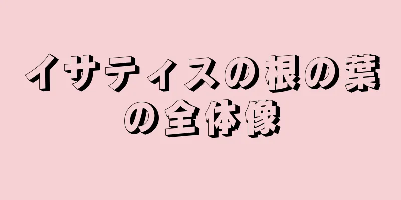 イサティスの根の葉の全体像