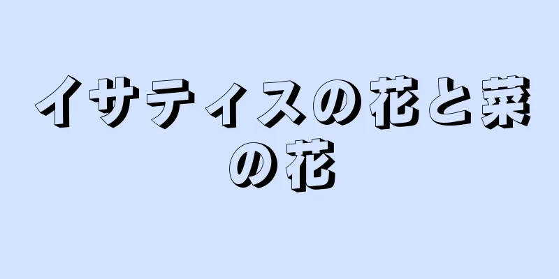 イサティスの花と菜の花