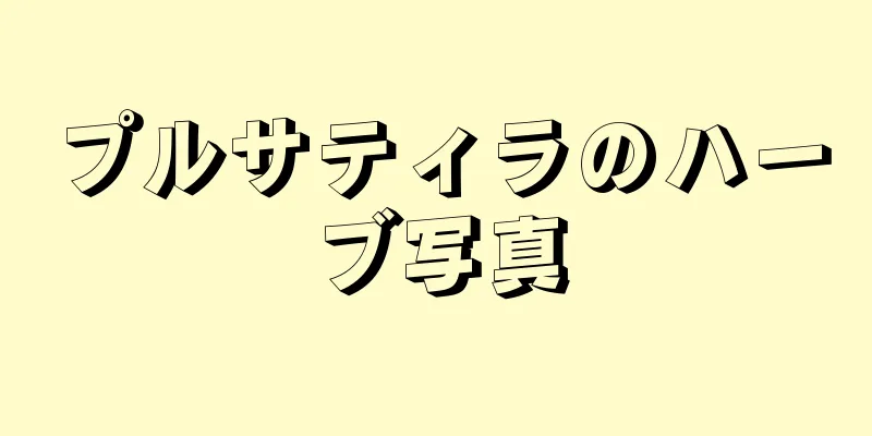 プルサティラのハーブ写真