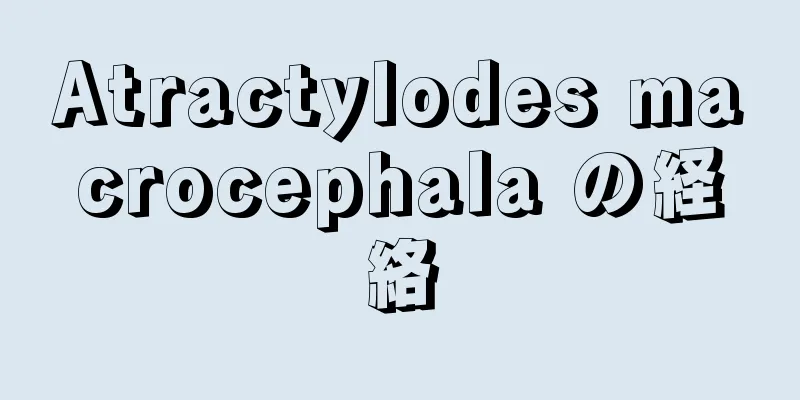 Atractylodes macrocephala の経絡
