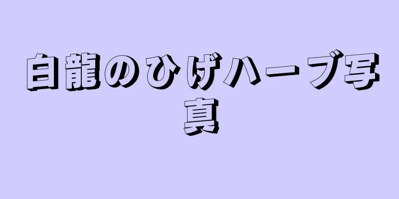 白龍のひげハーブ写真