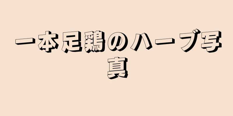 一本足鶏のハーブ写真