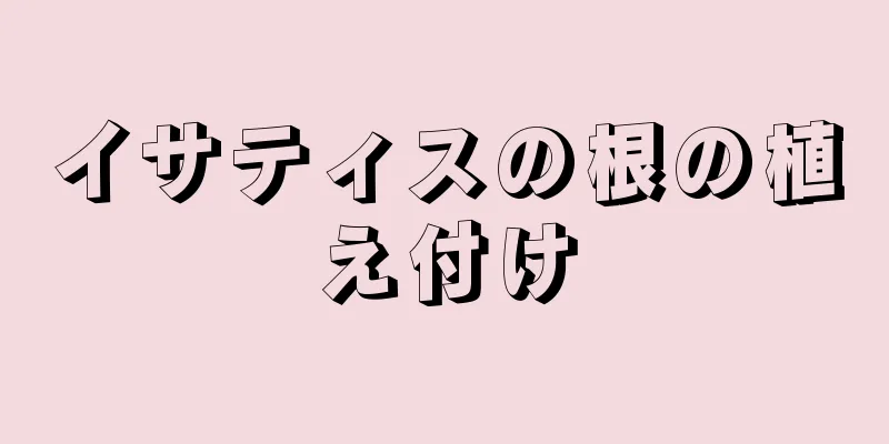 イサティスの根の植え付け