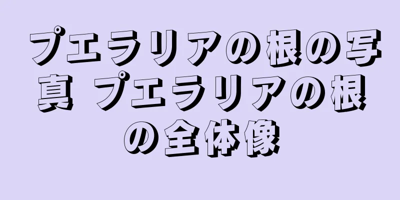 プエラリアの根の写真 プエラリアの根の全体像