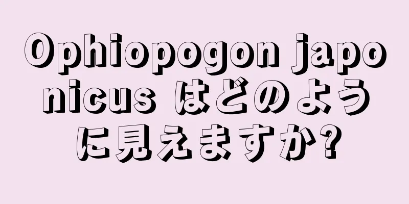 Ophiopogon japonicus はどのように見えますか?