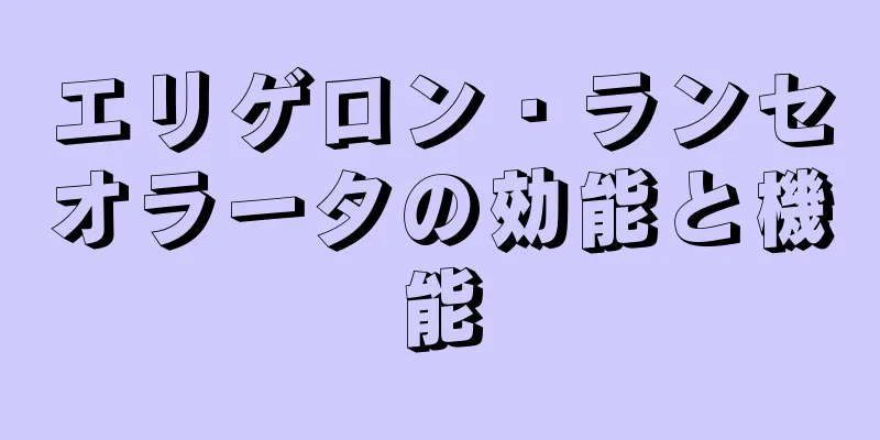エリゲロン・ランセオラータの効能と機能