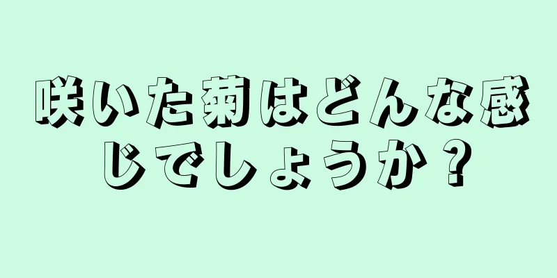 咲いた菊はどんな感じでしょうか？