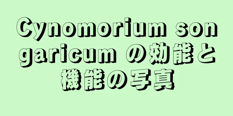 Cynomorium songaricum の効能と機能の写真