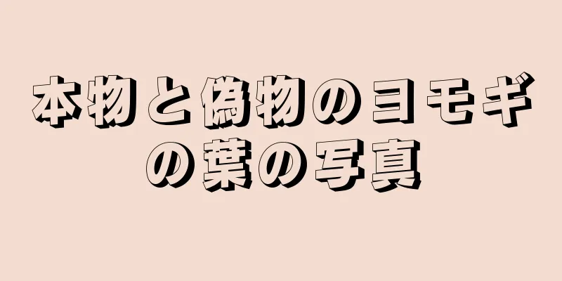 本物と偽物のヨモギの葉の写真