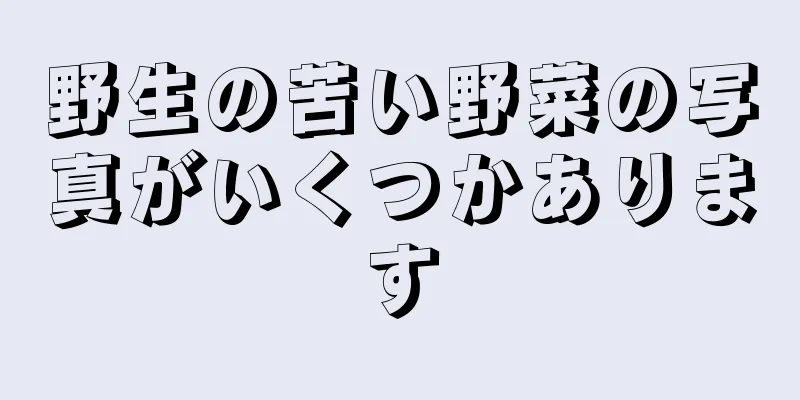 野生の苦い野菜の写真がいくつかあります