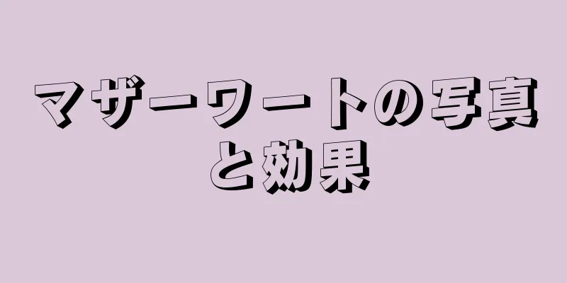 マザーワートの写真と効果