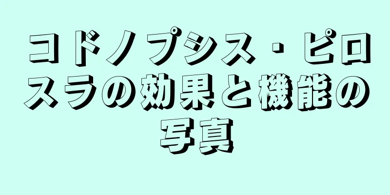 コドノプシス・ピロスラの効果と機能の写真