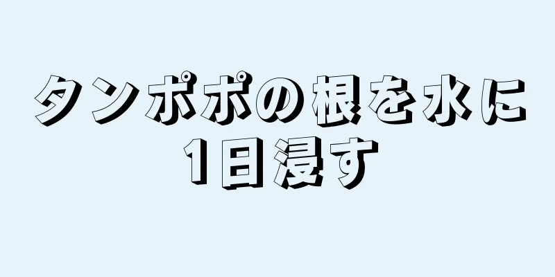 タンポポの根を水に1日浸す