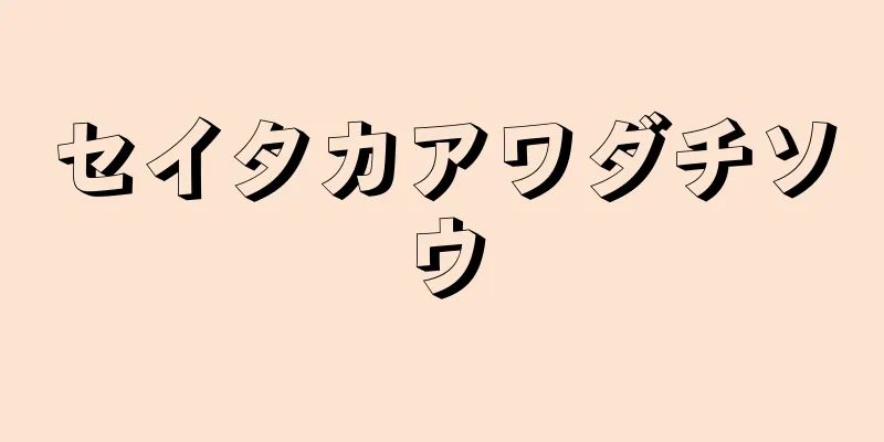 セイタカアワダチソウ