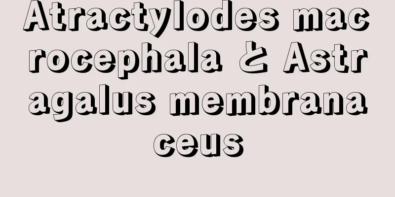 Atractylodes macrocephala と Astragalus membranaceus