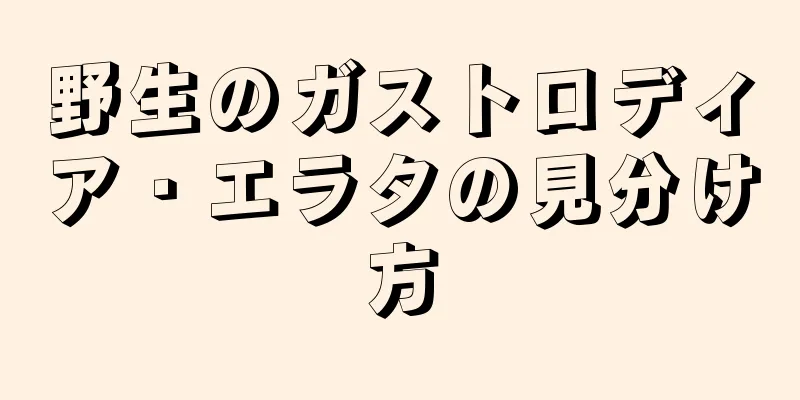 野生のガストロディア・エラタの見分け方