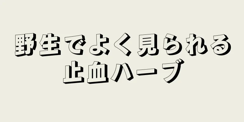 野生でよく見られる止血ハーブ