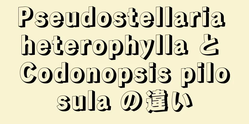 Pseudostellaria heterophylla と Codonopsis pilosula の違い