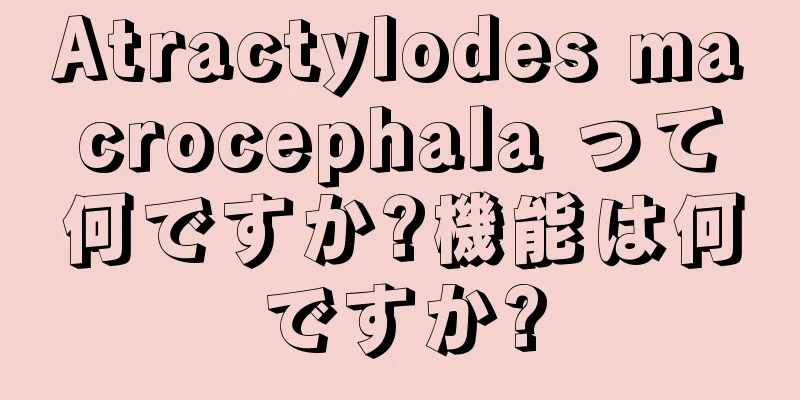 Atractylodes macrocephala って何ですか?機能は何ですか?