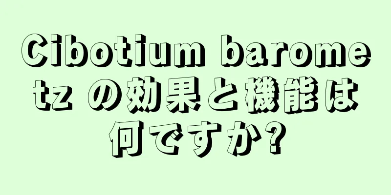 Cibotium barometz の効果と機能は何ですか?