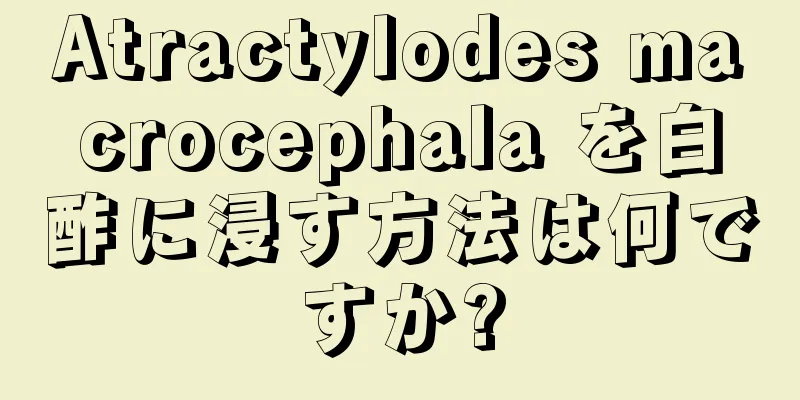 Atractylodes macrocephala を白酢に浸す方法は何ですか?