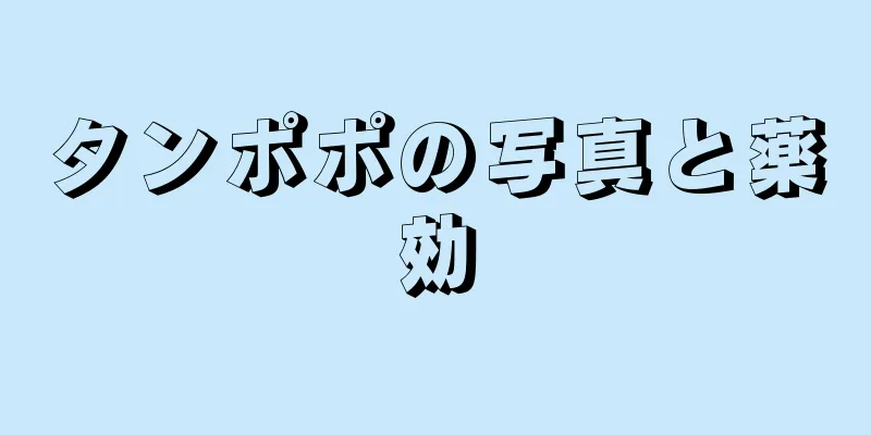 タンポポの写真と薬効