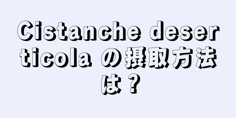 Cistanche deserticola の摂取方法は？